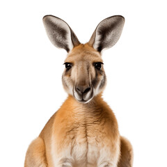 Majestic Kangaroo on Isolated Background. Generative AI