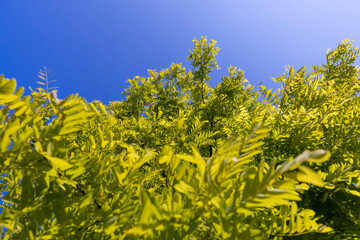 the acacia tree is white with green foliage during flowering in spring