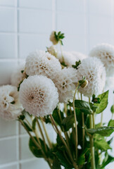 Autumn dahlias flowers bouquet against the white tile wall.