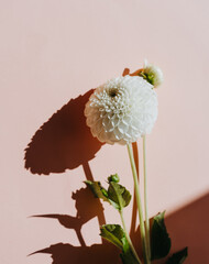 One white dahlia flower on sunny pink background