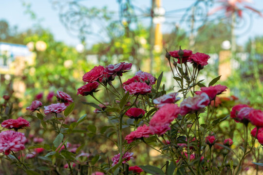 wild rose bush vintage photos retro style. pink bush of roses on a shiny day.