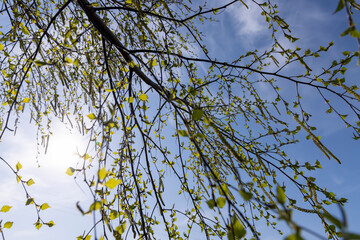 young birch with new green leaves in the spring season