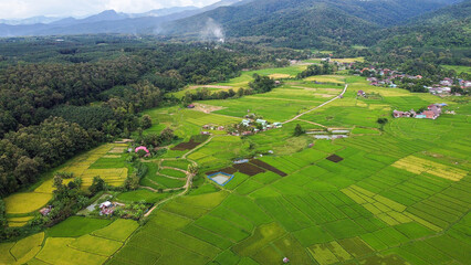 Fototapeta na wymiar Aerial view of the green and yellow rice field in countryside of Thailand.