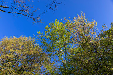 green foliage on hornbeam tree in spring bloom