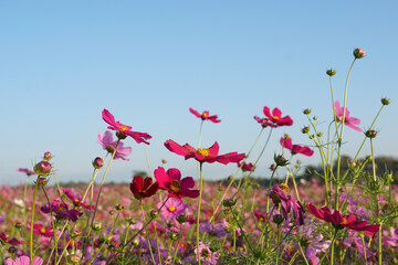 Field of colorful cosmos flowers on the background of evening sky.The inflorescences sway, swaying in the wind, looking beautiful.  