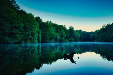 Reflection in the Lake - Green - Fog - Forest - View - Nature - Sea - Landscape - Trees - Morning - Peaceful - High quality photo