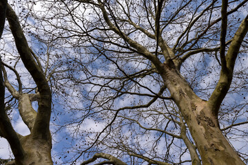 a tall sycamore tree with branches without foliage