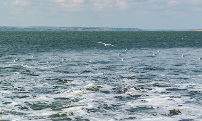 Obraz premium Waste water is poured into the estuary, dirty foam. Ecological problems of the reservoir. Hadzhibey estuary, Ukraine
