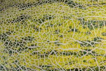 yellow-green peel of ripe fresh melon close-up