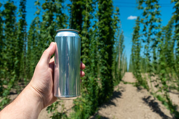A man's hand holds a clean aluminum beer can without a logo on the background of a field of hops - 643700560
