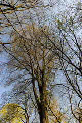 deciduous trees in the forest in the spring season