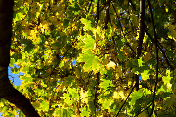 Yellowing maple foliage in the autumn season