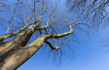 sycamore tree branches in the spring season