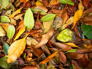 Yellow, Green and Reddish Dry Leaves in the Forest