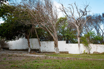 Strong Wind that Moves the Branches of Dry Trees