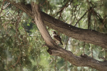 bird on tree