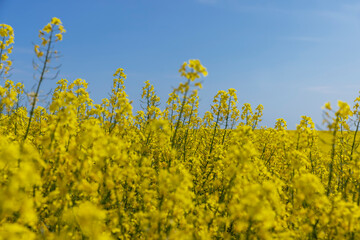 Obraz premium rapeseed blooming with yellow flowers in the spring season