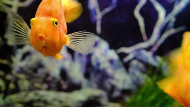 Orange parrot fish in the aquarium. Red Parrot Cichlid. Aquarium fish
