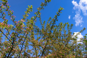 green foliage and red flowers of an apple tree during flowering
