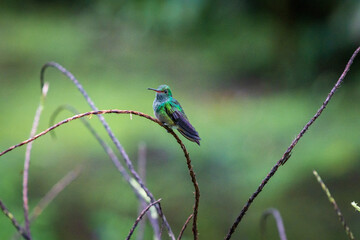 Beautiful hummingbird in Arenal Volcano National Park (Costa Rica)