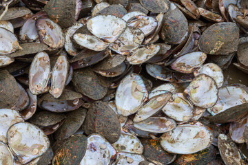 Big pearl cultivation base in Asia.