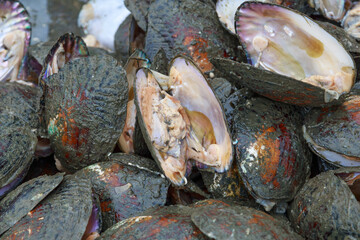 Opened mussel shells at a pearl farm.