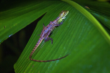 Small lizard in a leaf in Arenal Volcano National Park (Costa Rica)