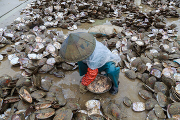 A farm worker opens shells containing pearls.