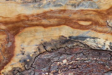 Background texture of natural wood. Close-up longitudinal section of a tree trunk. old stump texture