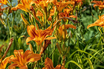 Beautiful daylily flowers grow in the garden.