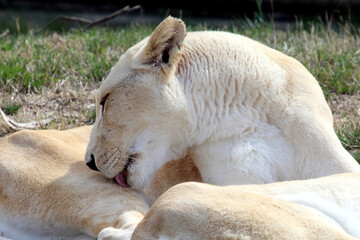 White lions at rest