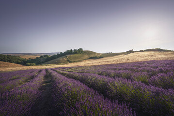 Naklejka premium Lavender field in Tuscany, Italy