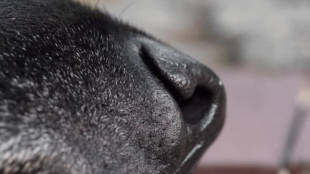 Close-up of a dog sniffing the air outdoors. Black dog sniffing fresh air. Animal summer videos.