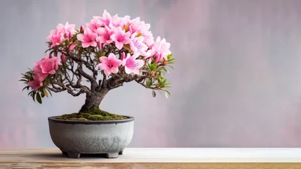 Tuinposter Traditional bonsai miniature pink azalea flower plant blooming in a ceramic pot, soft gradient blur background. © pariketan