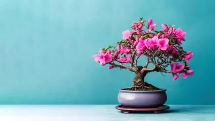 Foto auf Acrylglas Antireflex Traditional bonsai miniature pink bougainvillea flower plant blooming in a ceramic pot, soft gradient blur background. © pariketan