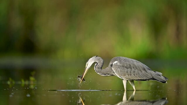 Gray heron bird ( Ardea cinerea ) catching fish in slow motion