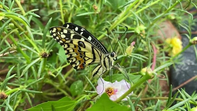 Video of a lemon butterfly spreading its wings in slow motion.