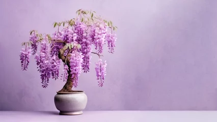 Foto op Plexiglas Traditional bonsai miniature purple wisteria flower plant blooming in a ceramic pot, soft gradient blur background. © pariketan