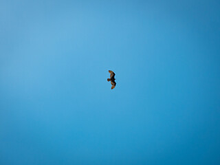 Bird Flying in the Blue Sky
