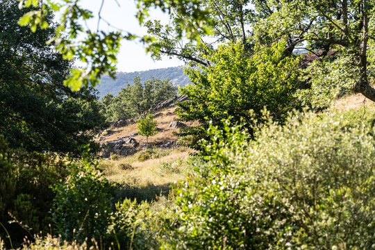 &aacute;rbol joven entre arbustos y matorrales 