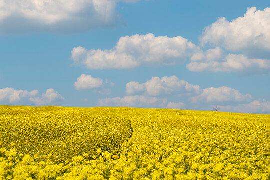 Canola field