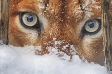 Deurstickers close-up of puma eyes, stalking in snow © altitudevisual