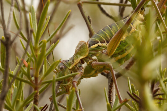 Steropleurus andalusius (cigarra) camuflado en planta de romero, Alcoi, Espa&ntilde;a