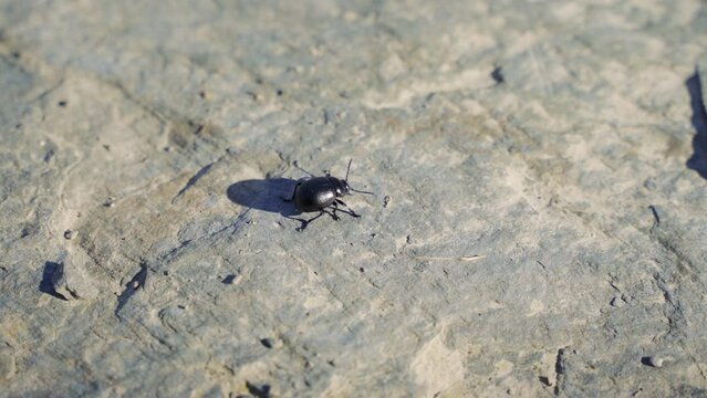escarabajo andando al sol sobre una piedra