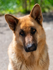 Portrait of an East European Shepherd dog, female dog looks at the owner