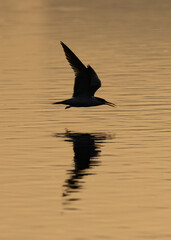 Naklejka premium White-cheeked Tern flying at Tubli bay, Bahrain
