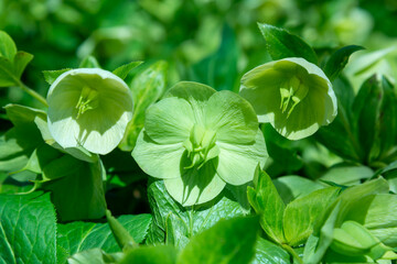 Christmas rose Hellebores (Hellebore sp.), yellow-green fruits with seeds