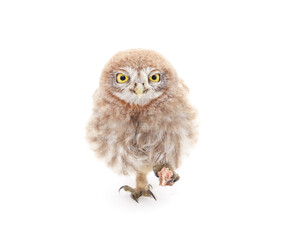 Little owl holding meat.