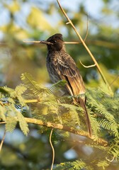 Red vented bulbul perched on a tree