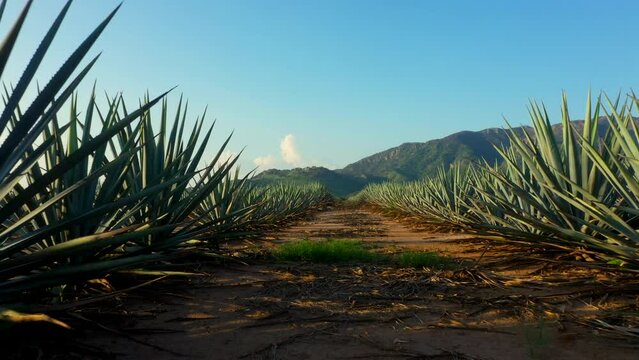 Campos de agave azul tequila tierra f&eacute;rtil para sembrar maguey licor mezcal Paisaje de tierras y monta&ntilde;as de siembra de origen mexicano en jalisco bebida alcoh&oacute;lica